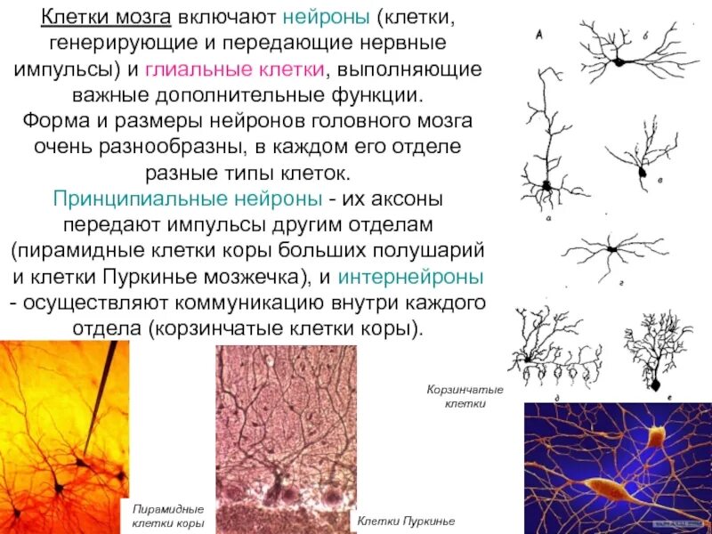 Глиальные клетки коры головного мозга. Нервные клетки и глиальные клетки. Глиальные клетки мозга функции. Строение нейрона глиальные клетки. Клетки мозга виды