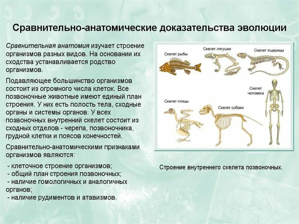 Картинки ПРИВЕСТИ ПРИМЕРЫ ЭВОЛЮЦИИ ЖИВОТНЫХ