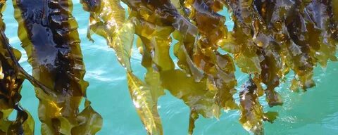 Бурая водоросль 9