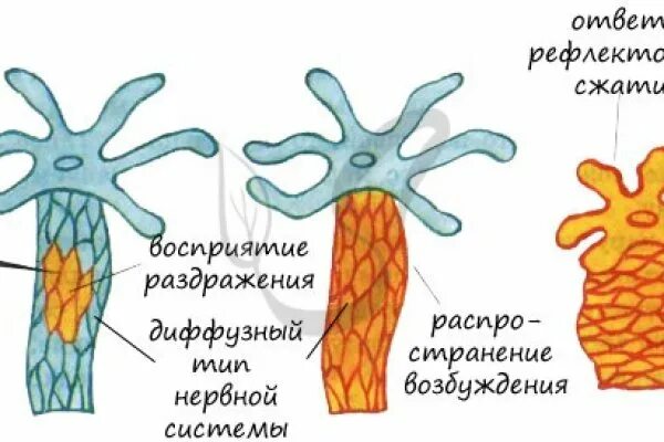 Диффузная нервная система гидры. Сетчатая нервная система гидры. Гидра нервная система диффузного типа. Нервная система гидры пресноводной