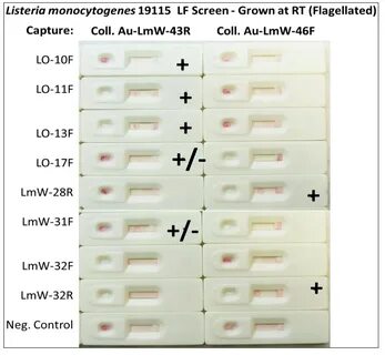 Методы выявления бактерий listeria monocytogenes