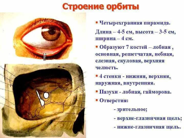 Глаз в глазнице: найдено 89 изображений