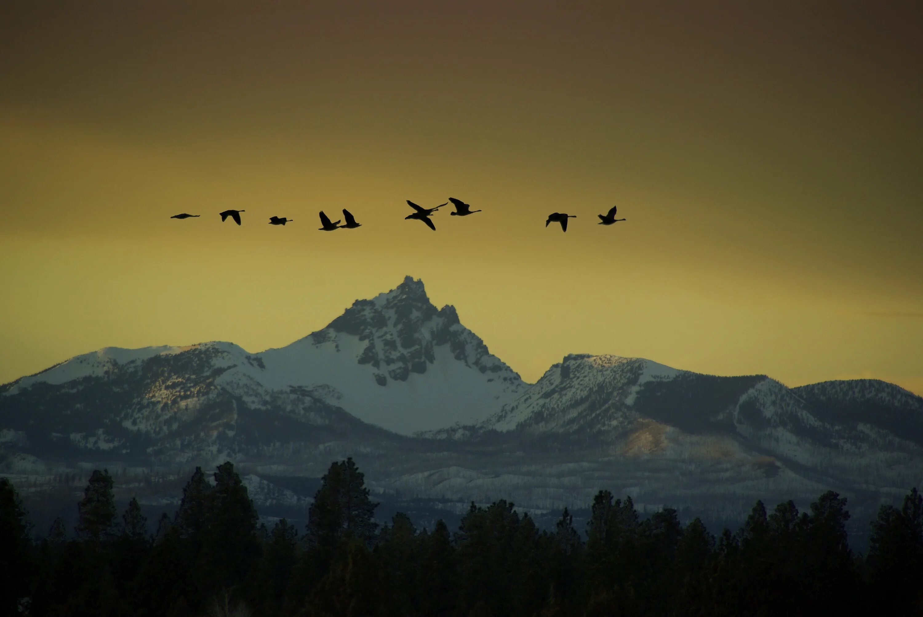 Птицы в горах. Птица над горами. Птицы над лесом. Полет птицы над горами.