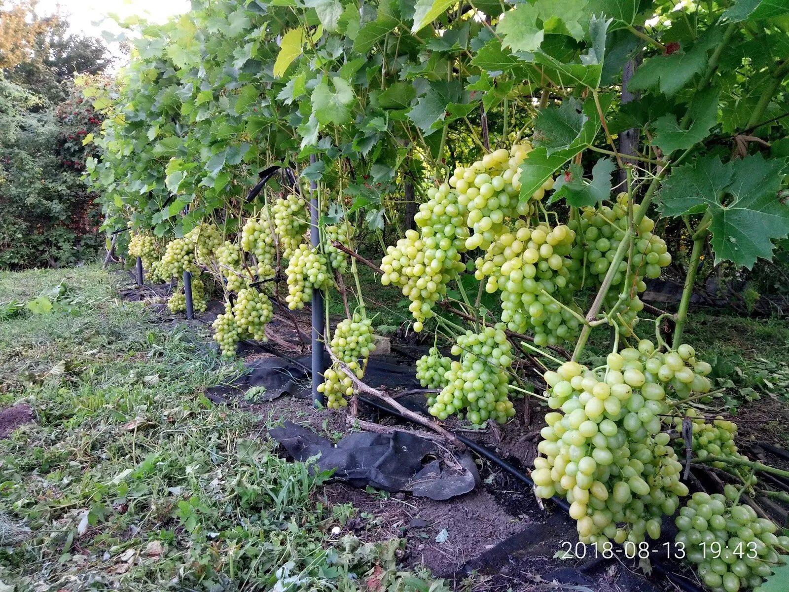 Виноград арк. Виноград Аркадия. Энигма виноград. Сорт винограда августовский. Августа сорт винограда.