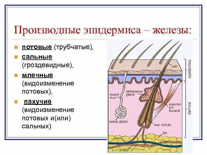 Функции кожных желез. Функции кожных желез