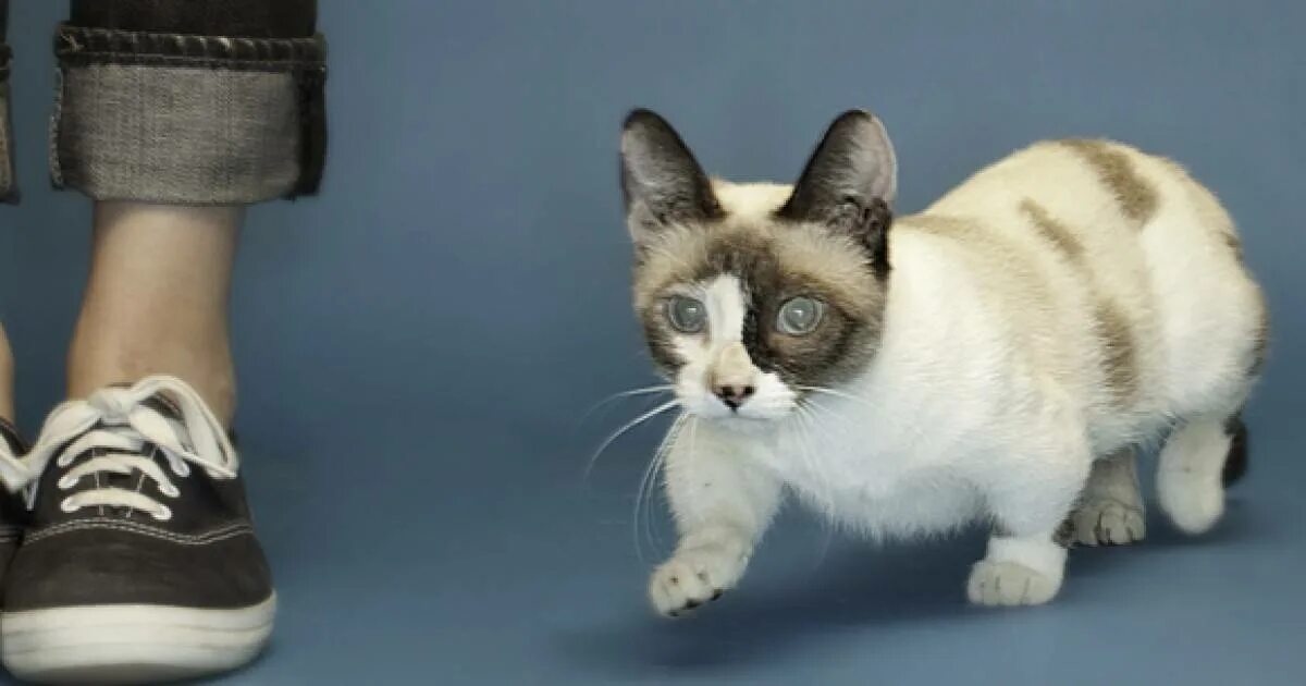 Коты породы Тинкер той. Самая маленькая кошка. Самая маленькая кошка в мире. Самый маленький кот в мире
