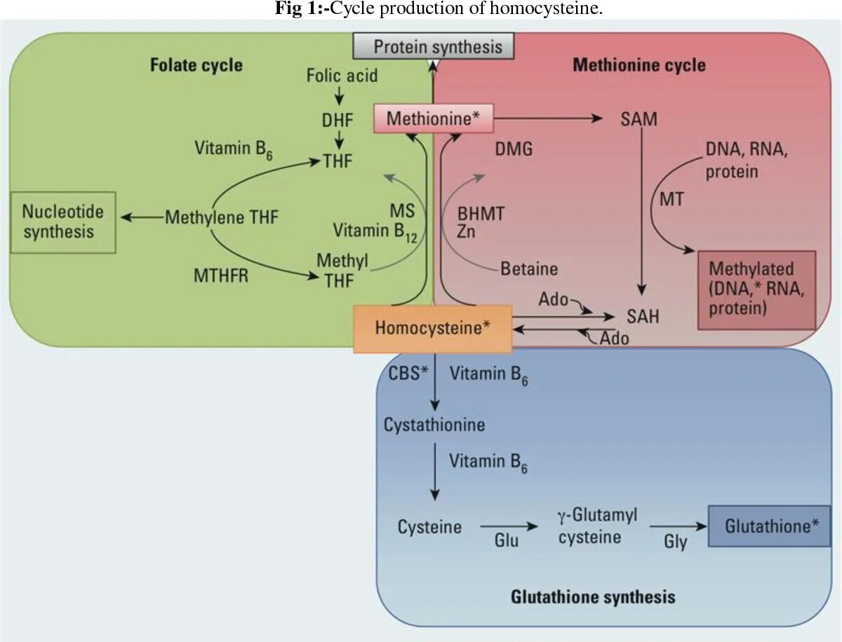 Гомоцистеин биохимия. Гомоцистеин схема метаболизма. Гомоцистеин метилирование. Метаболизм гомоцистеина. Биохимия гомоцистеина.