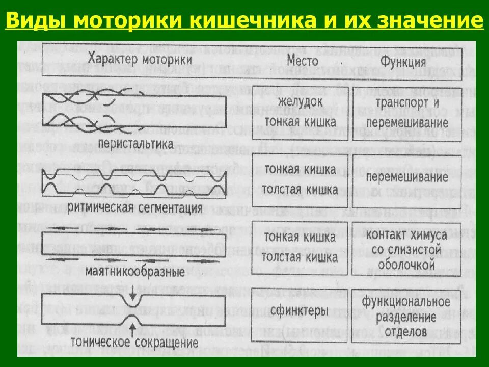 Перистальтика виды. Типы перистальтики. Виды моторики тонкой кишки физиология. Перистальтика виды. Виды сокращений в пищеварительном тракте.