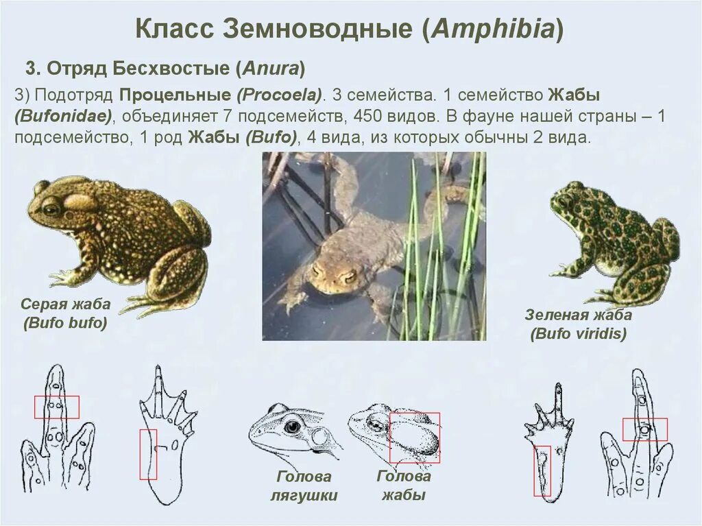 Класс земноводные или амфибии вариант 1. Класс земноводных или амфибий. земноводные 7 класс. земноводные 7 класс биология. класс амфибии.
