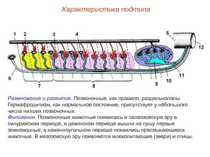 Размножение позвоночных