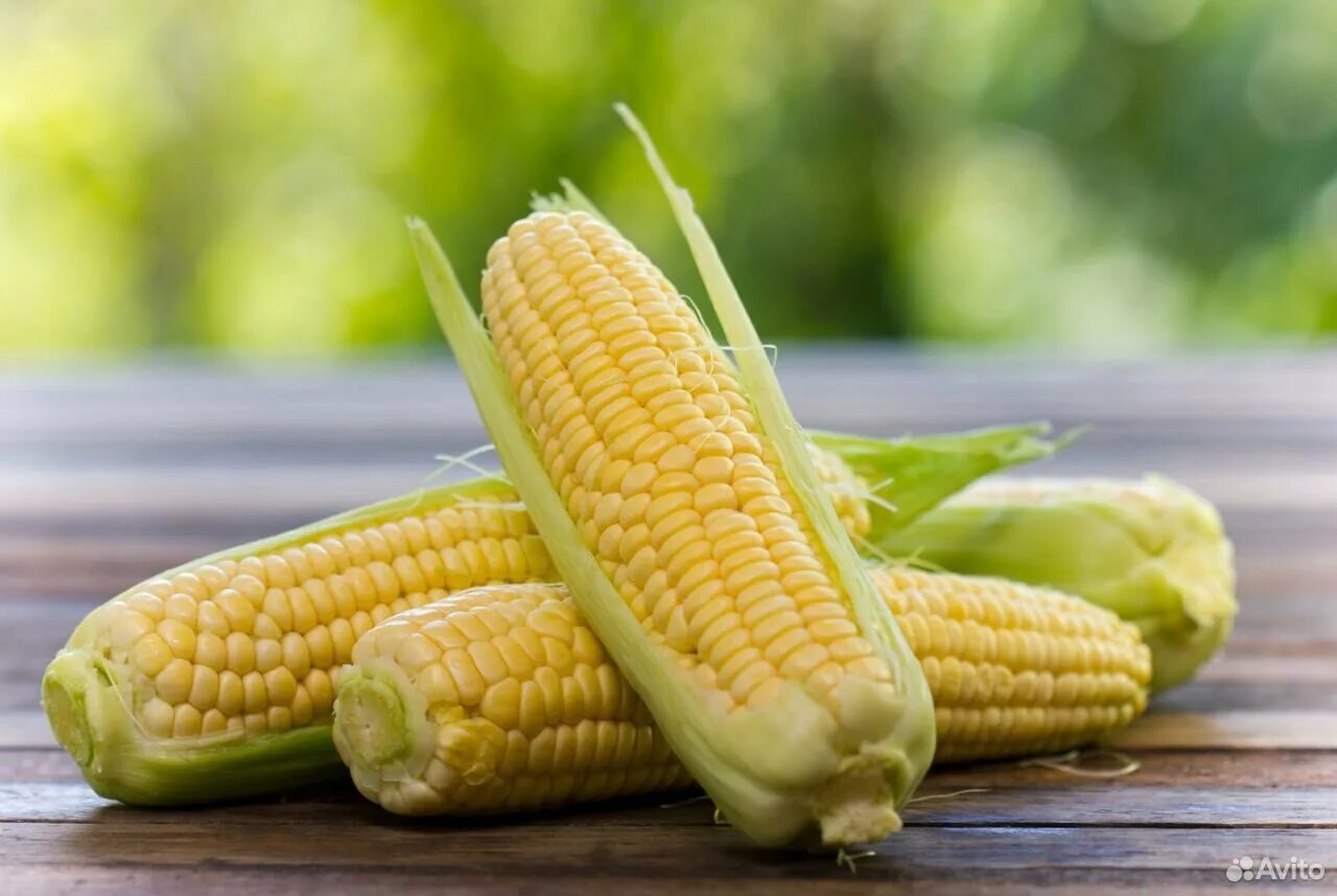 1 початок. Corn кукуруза. Зубовидная кукуруза. Кукуруза Sweet Corn. Кукуруза обыкновенная - Zea Mays l..