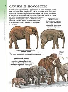 Чем отличается индийский слон от африканского слона