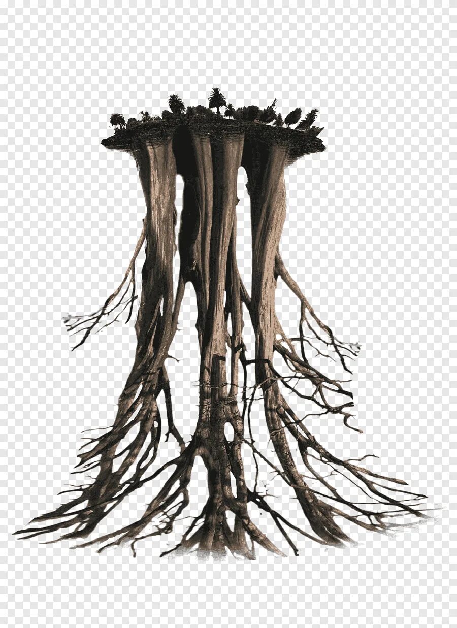 Root