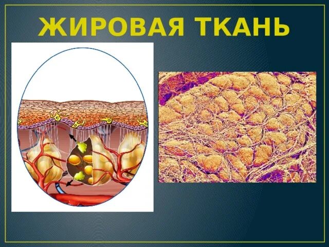 Жировая ткань. Жировые клетки. Жировая ткань 8 класс. Коричневая жировая ткань.