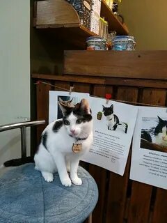 Время в коте