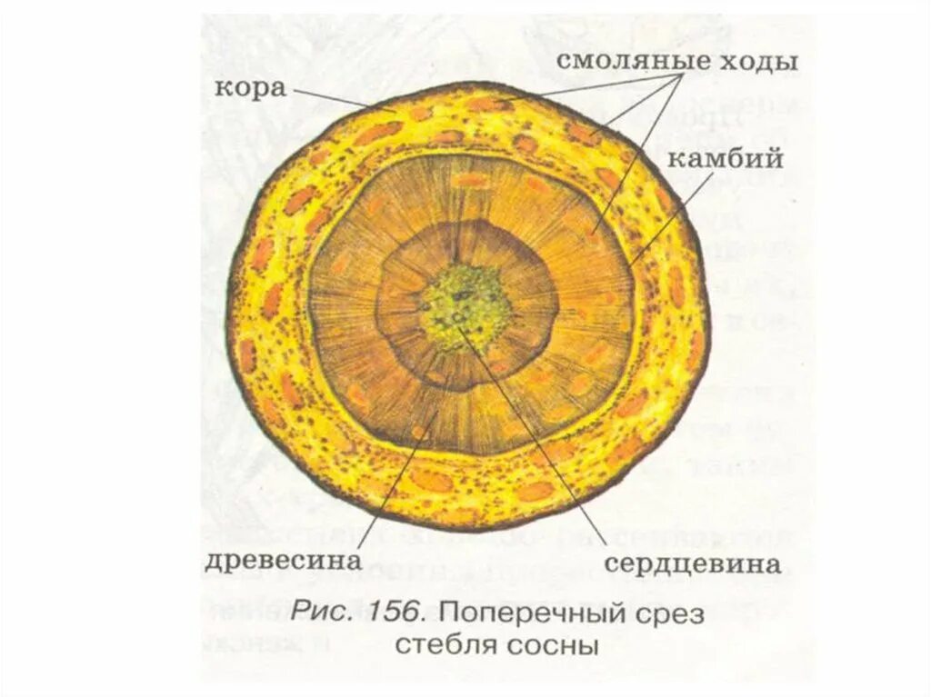 Поперечного строения. Поперечный срез ствола сосны. Поперечный срез стебля сосны. Строение ствола голосеменных. Поперечный разрез стебля сосны.