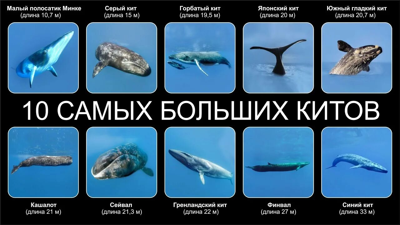 Кашалот и синий кит фото сравнение Как выглядит кит, его строение и размеры Whale, Whale mammal, Baleen whales
