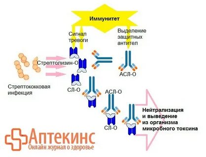 Причины повышения антител