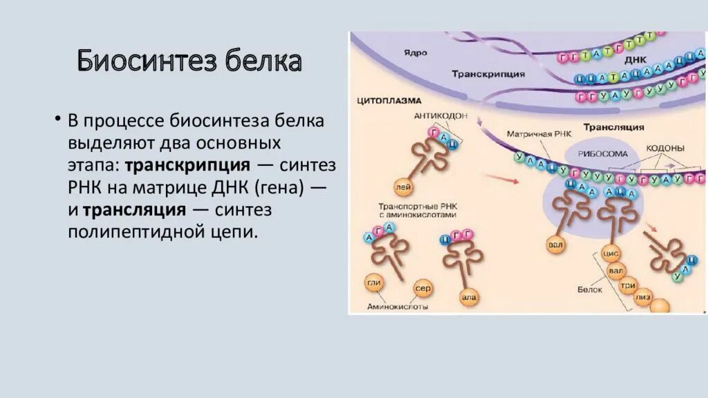 Этапы биосинтеза клетки. Биосинтез белков Биосинтез белков. Процесс транскрипции в синтезе белка. Основные этапы синтеза белка биохимия.