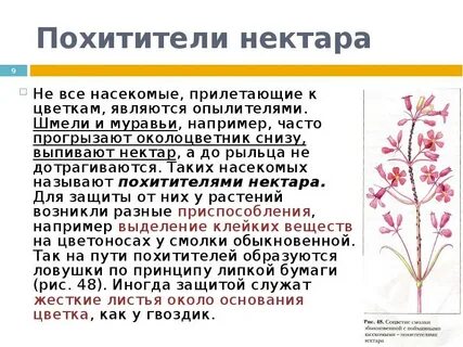 Иногда в роли опылителя выступает человек сознательный