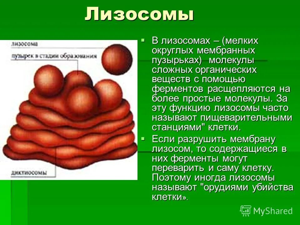 Типы лизосом. Лизосомы функции.