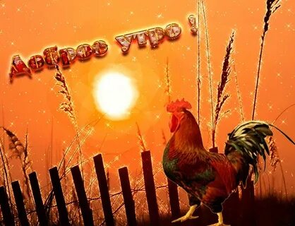 Петухи добрые