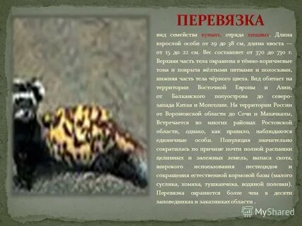 Перевязка занесена в красную книгу или нет