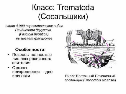 Покров червей
