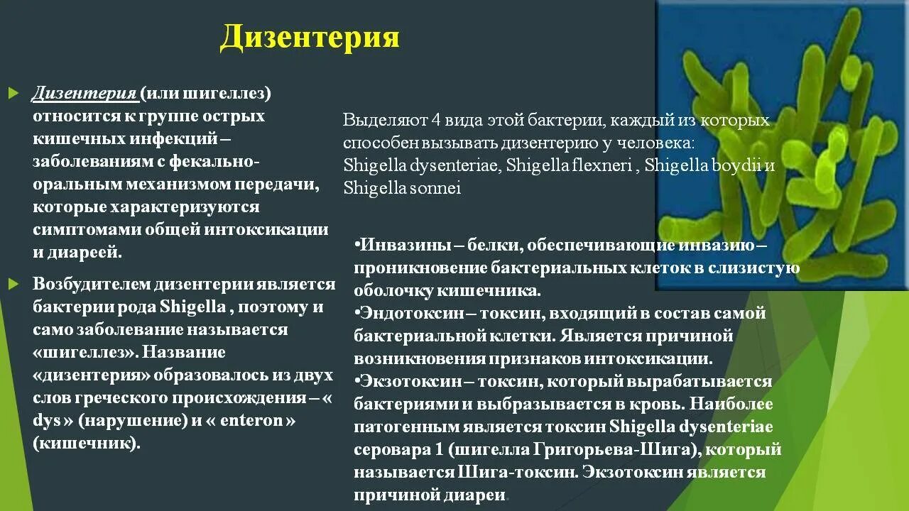 Дизентерия Григорьева Шига. Шигеллы дизентерия симптомы. Возбудитель устойчив во внешней дизентерия. Бактериальная дизентерия клинические проявления. Передача через слизистую