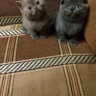 Как называть кота мальчика шотландца