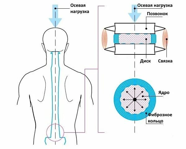 Осевая нагрузка. Распределение нагрузки на позвоночник. Осевая нагрузка на спину. Вертикальная осевая нагрузка на позвоночник. Осевые упражнения на позвоночник