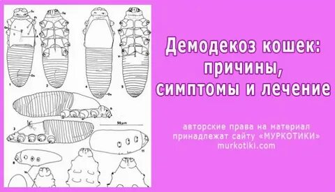 Демодекоз схема