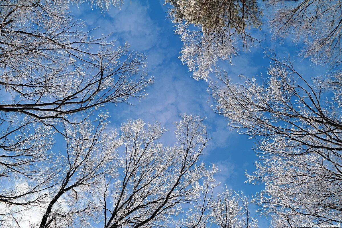 Стихотворение бунина еще и холоден и сыр. Февральский воздух но над садом. Бунин февральский воздух. Зима в произведениях поэтов и художников. Бунин еще и холоден и сыр стихотворение.