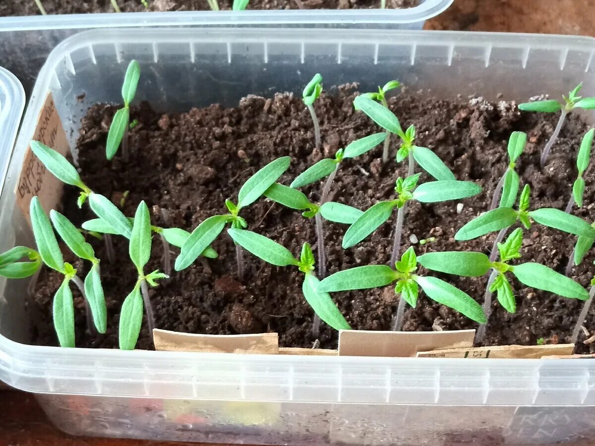 Всход рассады помидор. Полив рассады перца. Полив рассады томатов. Как поливать рассаду перца после всходов. Первая подкормка рассады перцев после всходов.