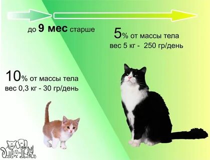 Сколько кошка гуляет с котом