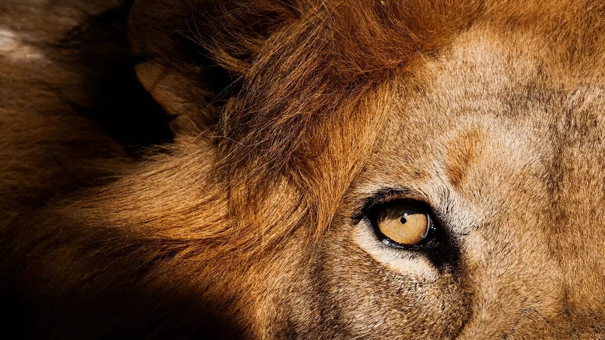 African lion. Lion, African lion, Lion eyes