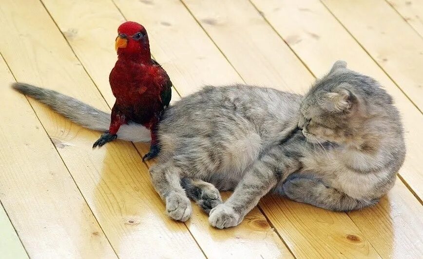 Наглые животные. Кошка и попугай. Наглые коты. Терпеливый кот. Лови смело