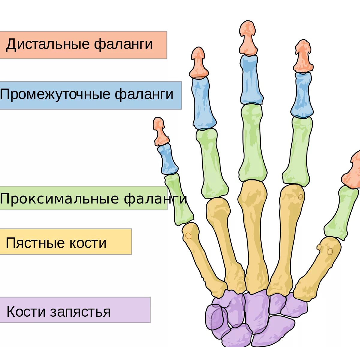 Главная рука как называется
