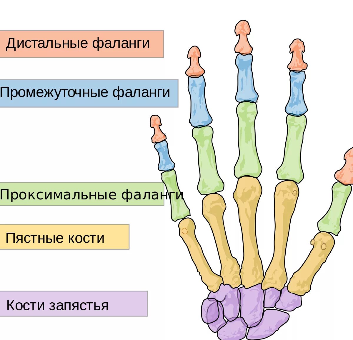 Фаланги пальцев рук анатомия названия. Строение фаланги пальца руки. Строение фаланг пальцев кисти. Проксимальная фаланга мизинца кисти.