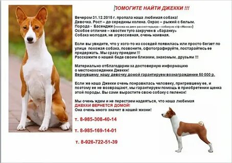 Чем кормить басенджи