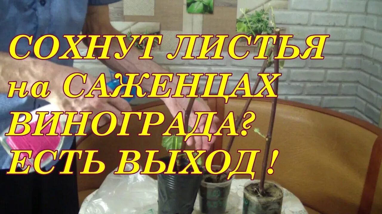 Видео сохнет. Засыхают листья у липы. Видео сохнет. Почему сохнут листья у саженцев винограда. Монилиальный ожог абрикоса.