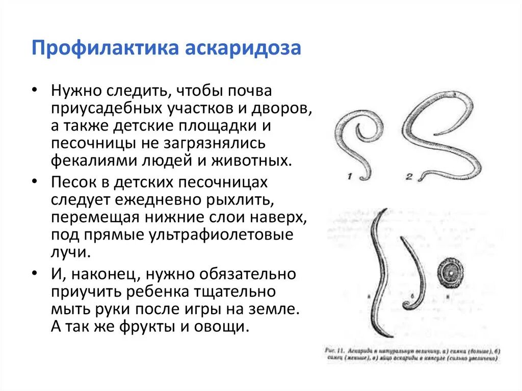 Аскарида человеческая вызываемое заболевание. Аскарида симптомы аскаридоза у детей. Симптомы глистных заболеваний аскаридоз. Лечить глисты ребенку год