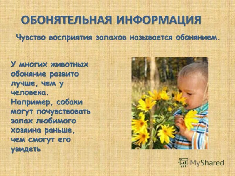 Обонятельная информация воспринимается. Информация передаваемая запахами называется. Обонятельная информация э. Человек воспринимает запах. Информация передаваемая запахами называется.