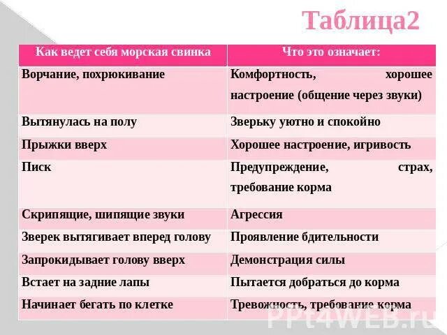 Что нельзя есть морским свинкам список. Что можно морским свинкам кушать таблица. Таблица питания морских свинок. Рацион морской свинки в таблице. Чем можно кормить морскую