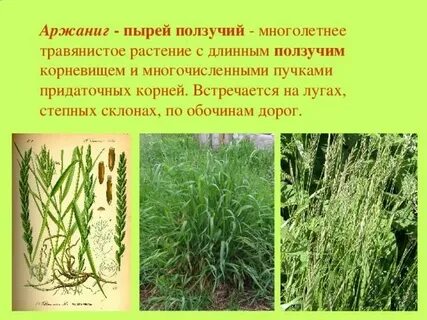 Пырей ползучий противопоказания