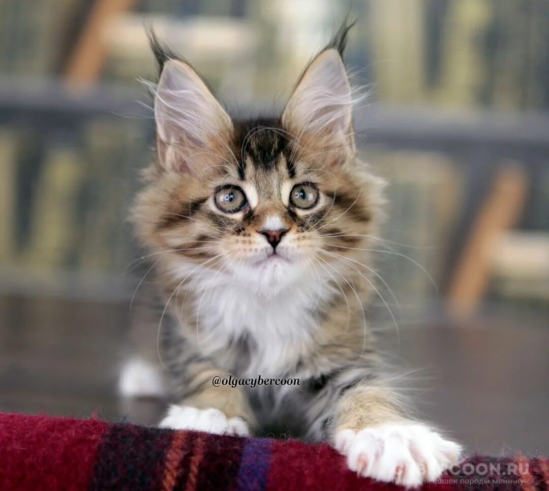 Pin on Maine Coon Cat