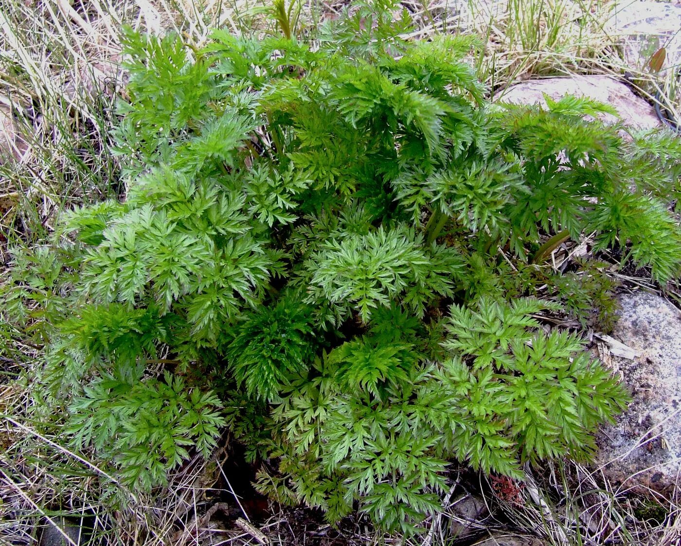 File:Anthriscus sylvestris 0.0 R.jpg - Wikimedia Commons