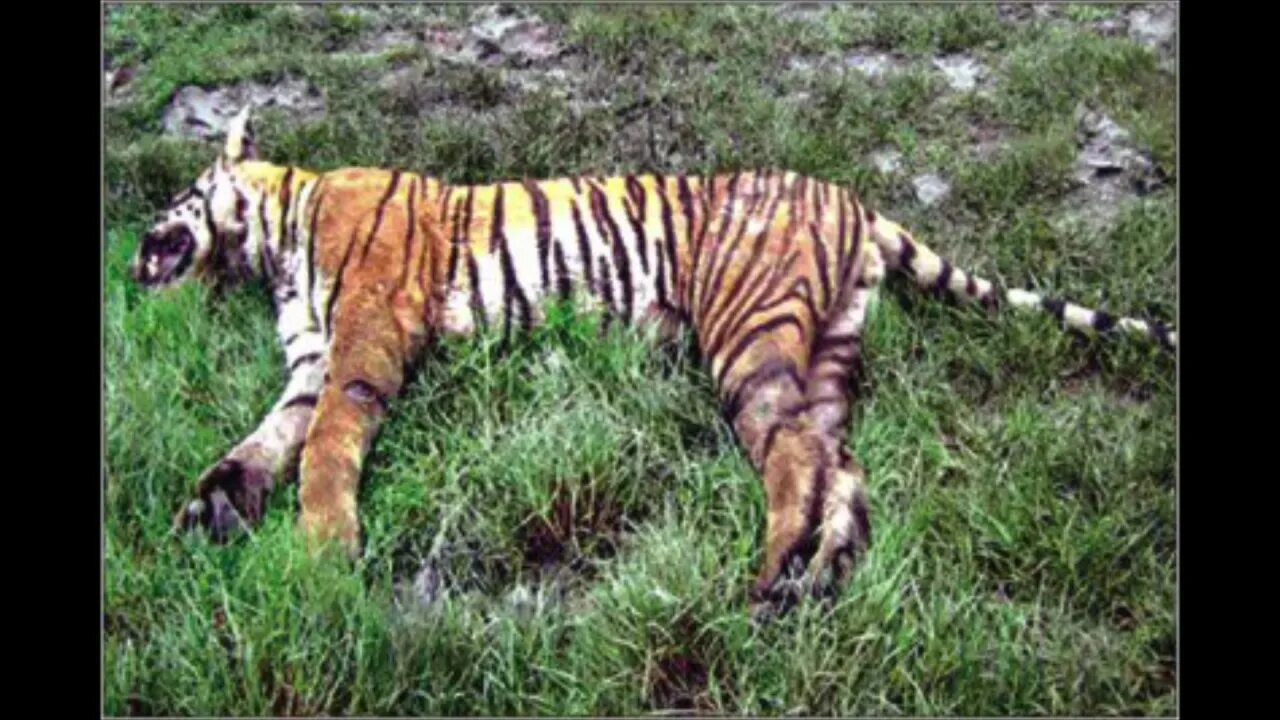 Dead tiger. Dead tiger. Суматранский тигр павленко. Тайский тигр. Помятый тигр.