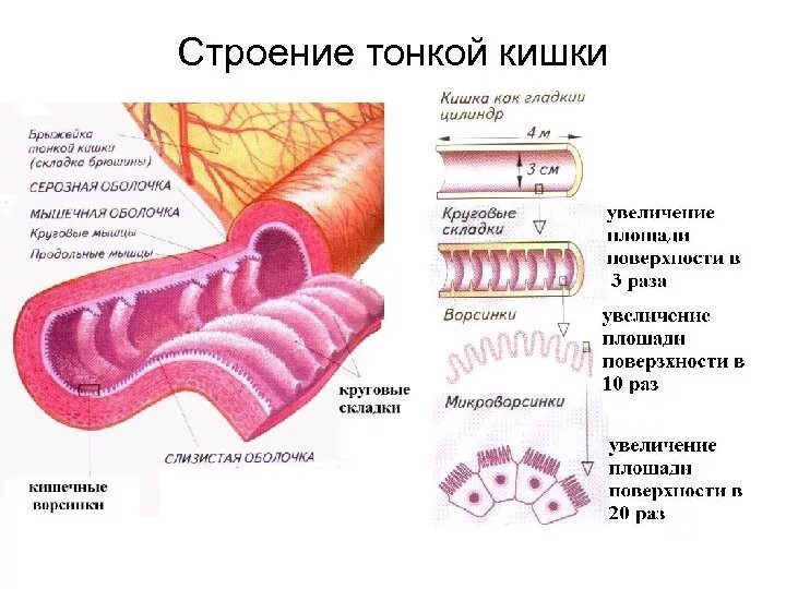 Анатомические структуры тонкого кишечника. Тонкая кишка строение и функции анатомия. Тонкий кишечник строение и функции анатомия. Схема строения тонкого кишечника. Признаки тонкой кишки