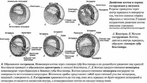 Движение клеток